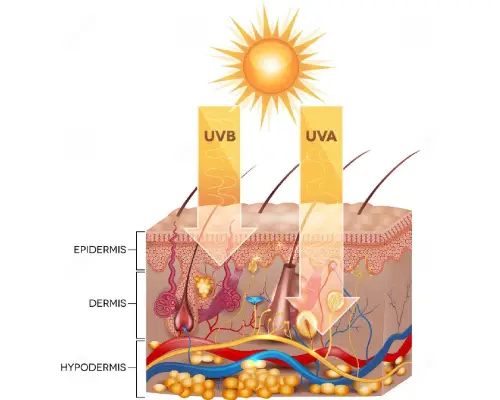 Effets des UVA et UVB sur la peau