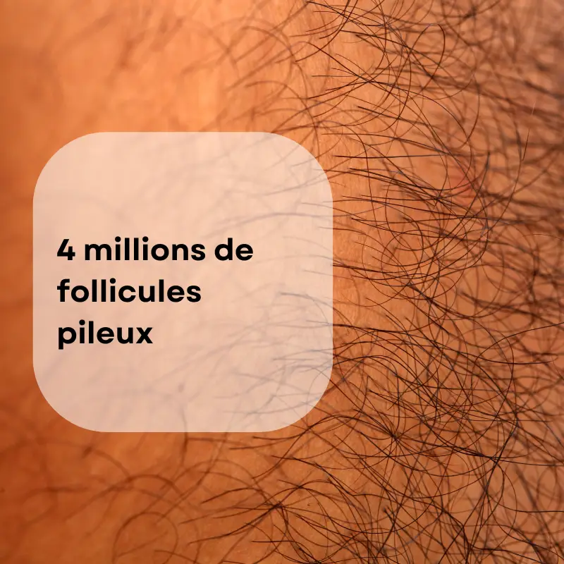 4 millions de poils sur le corps humain